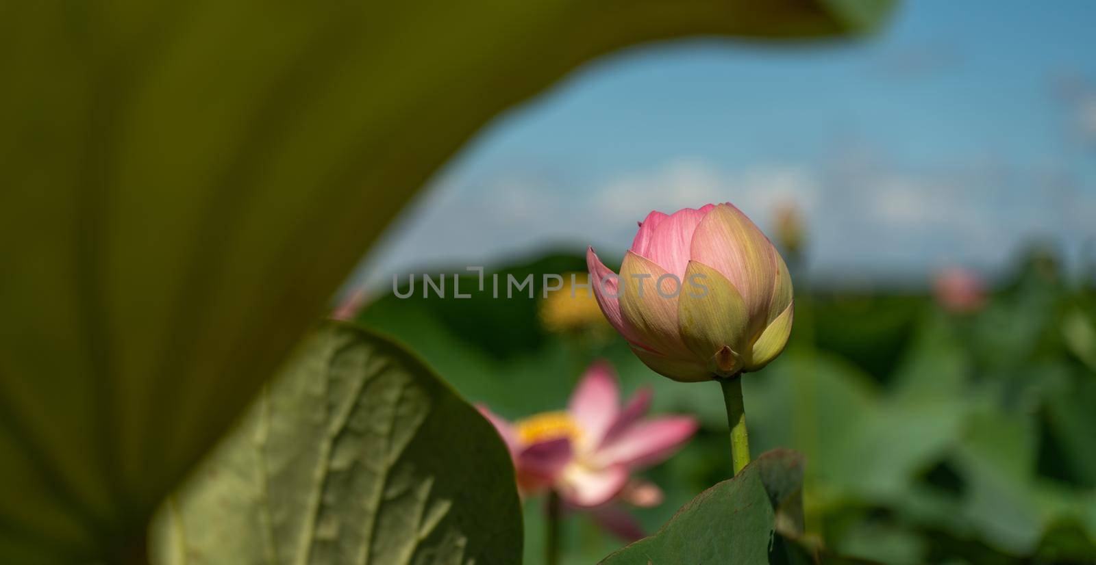 A pink lotus flower sways in the wind. Against the background of their green leaves. Lotus field on the lake in natural environment