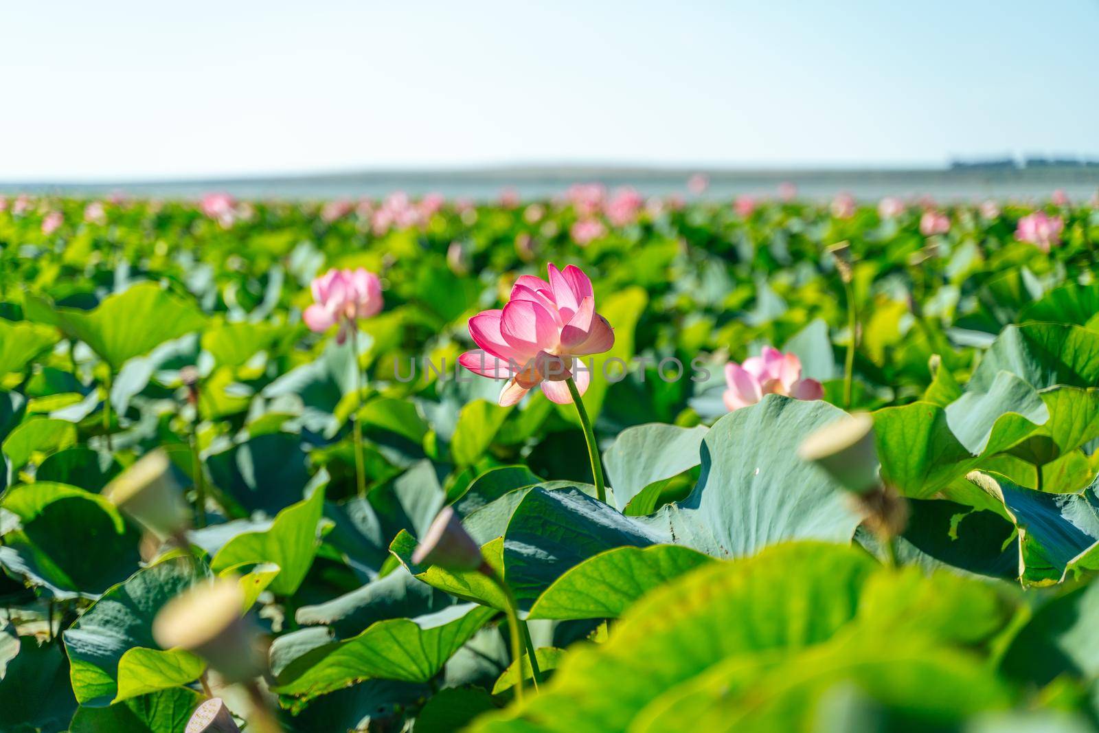 A pink lotus flower sways in the wind. Against the background of their green leaves. Lotus field on the lake in natural environment. by Matiunina