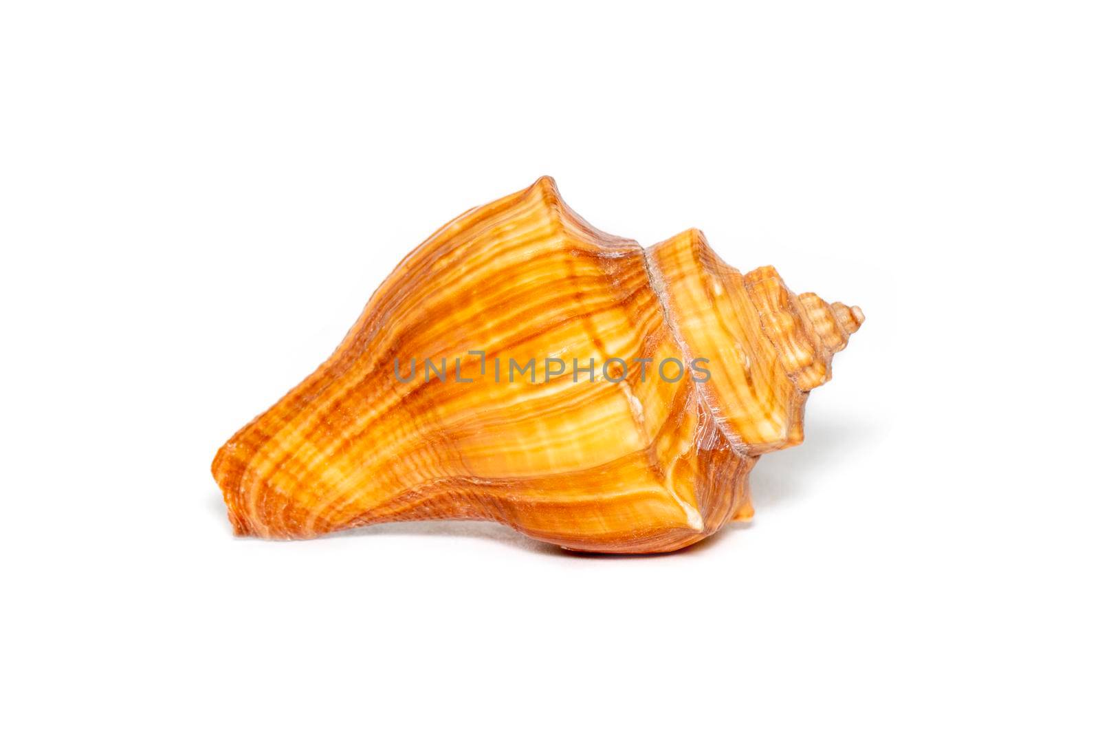 Image of brown conch sea shell on a white background. Undersea Animals. Sea shells.