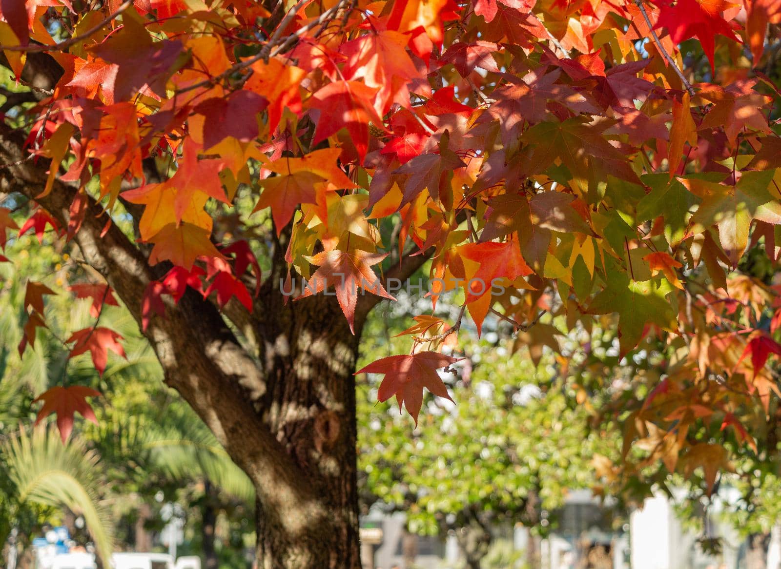 Red maple leaves in autumn with sunlight and blue sky, branches of red autumn leaves