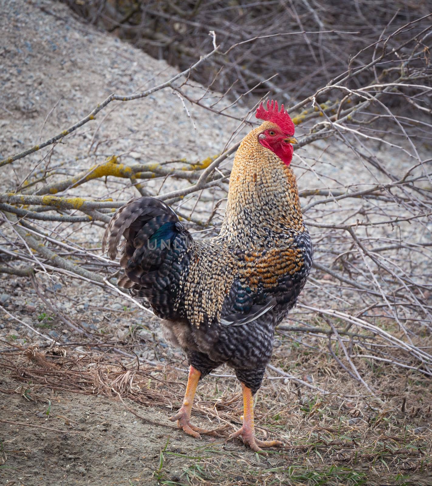 Colorful rooster with a beautiful head close-up. Rooster, gall, common rooster, cattle rooster.