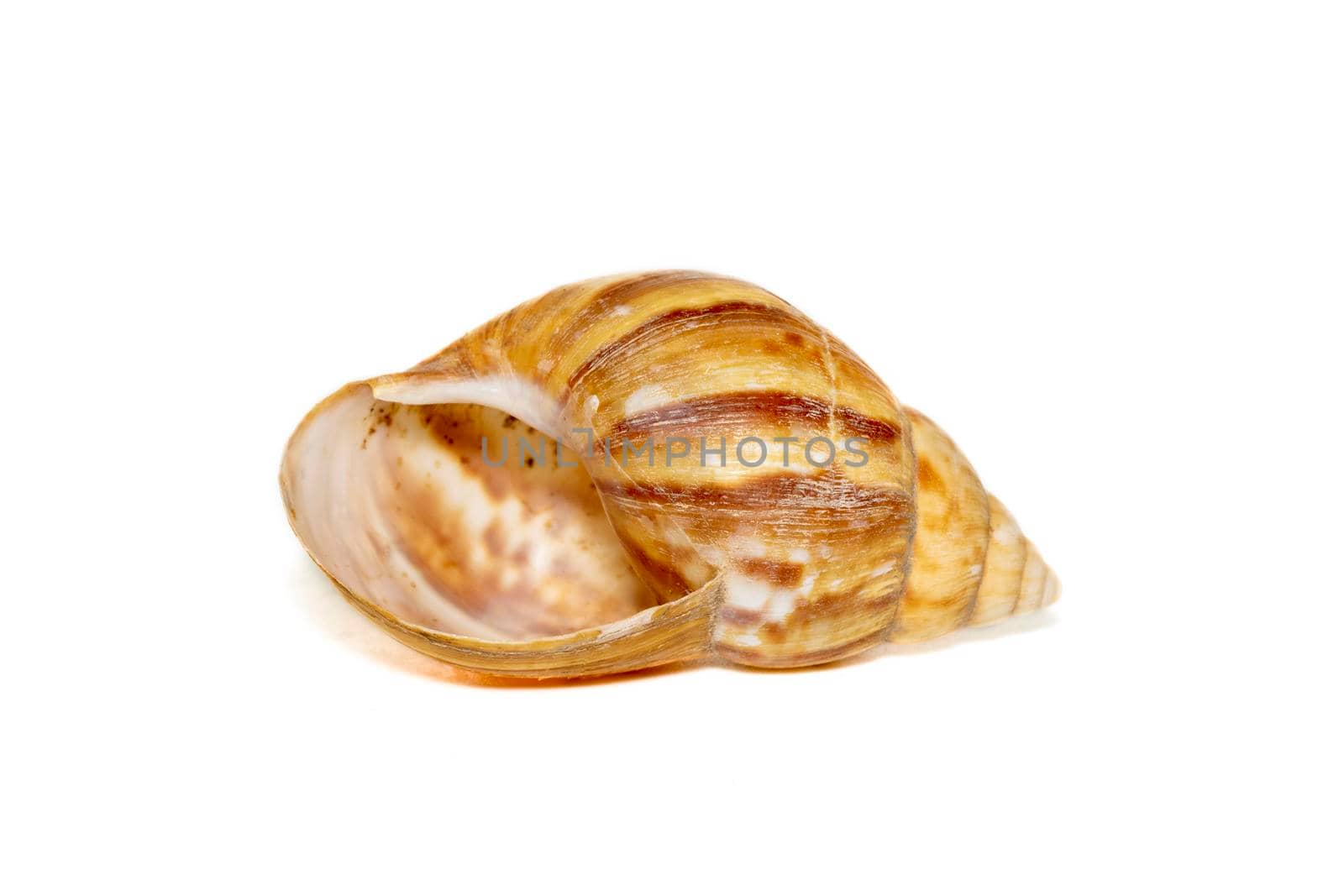 Image of brown pattern conch shell on a white background. Undersea Animals. Sea shells. by yod67