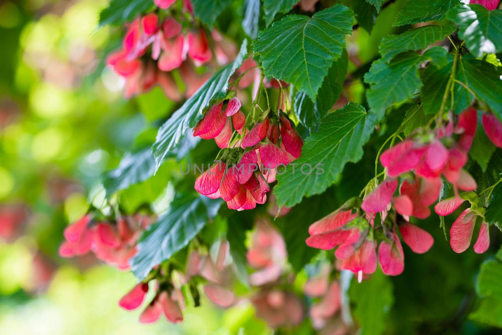 A close-up of the reddish-pink ripening fruits of the Tatar maple.