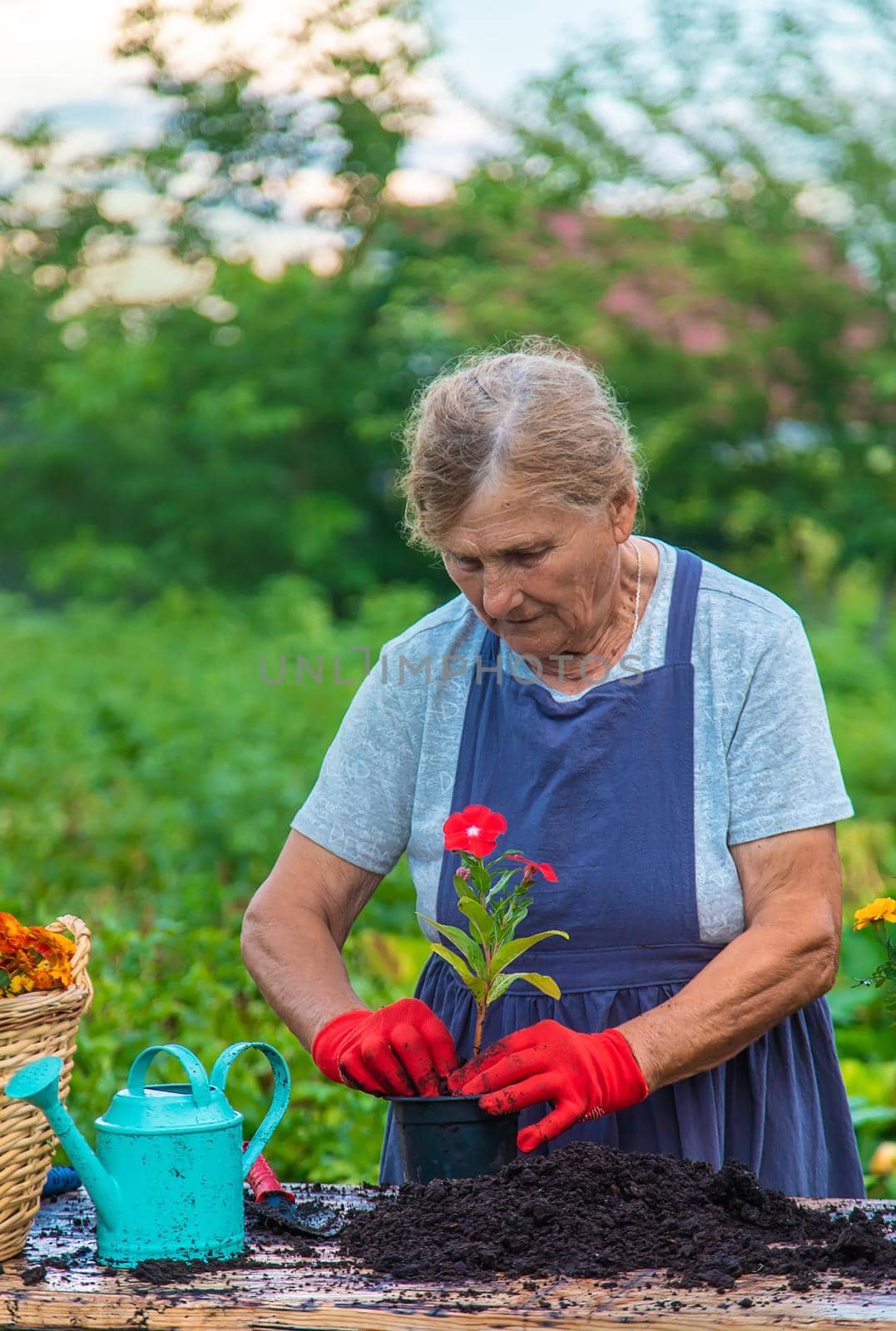 Senior woman is planting flowers in the garden. Selective focus. People.