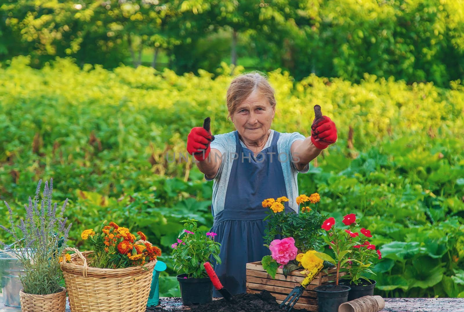 Senior woman is planting flowers in the garden. Selective focus. People.