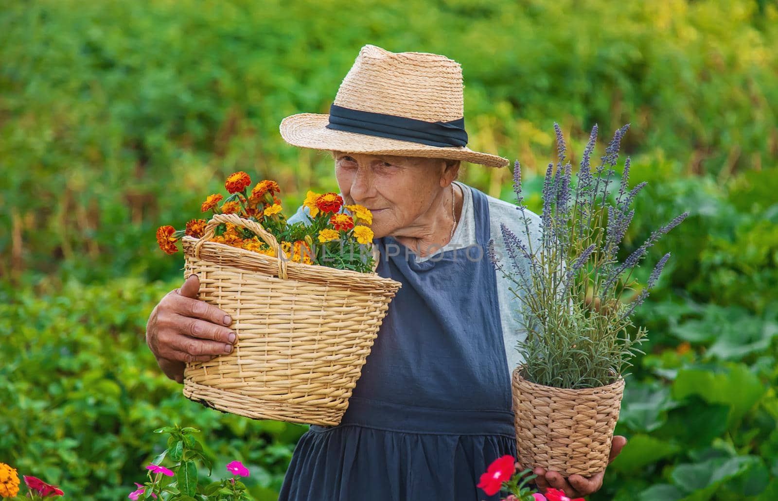 Senior woman is planting flowers in the garden. Selective focus. People.