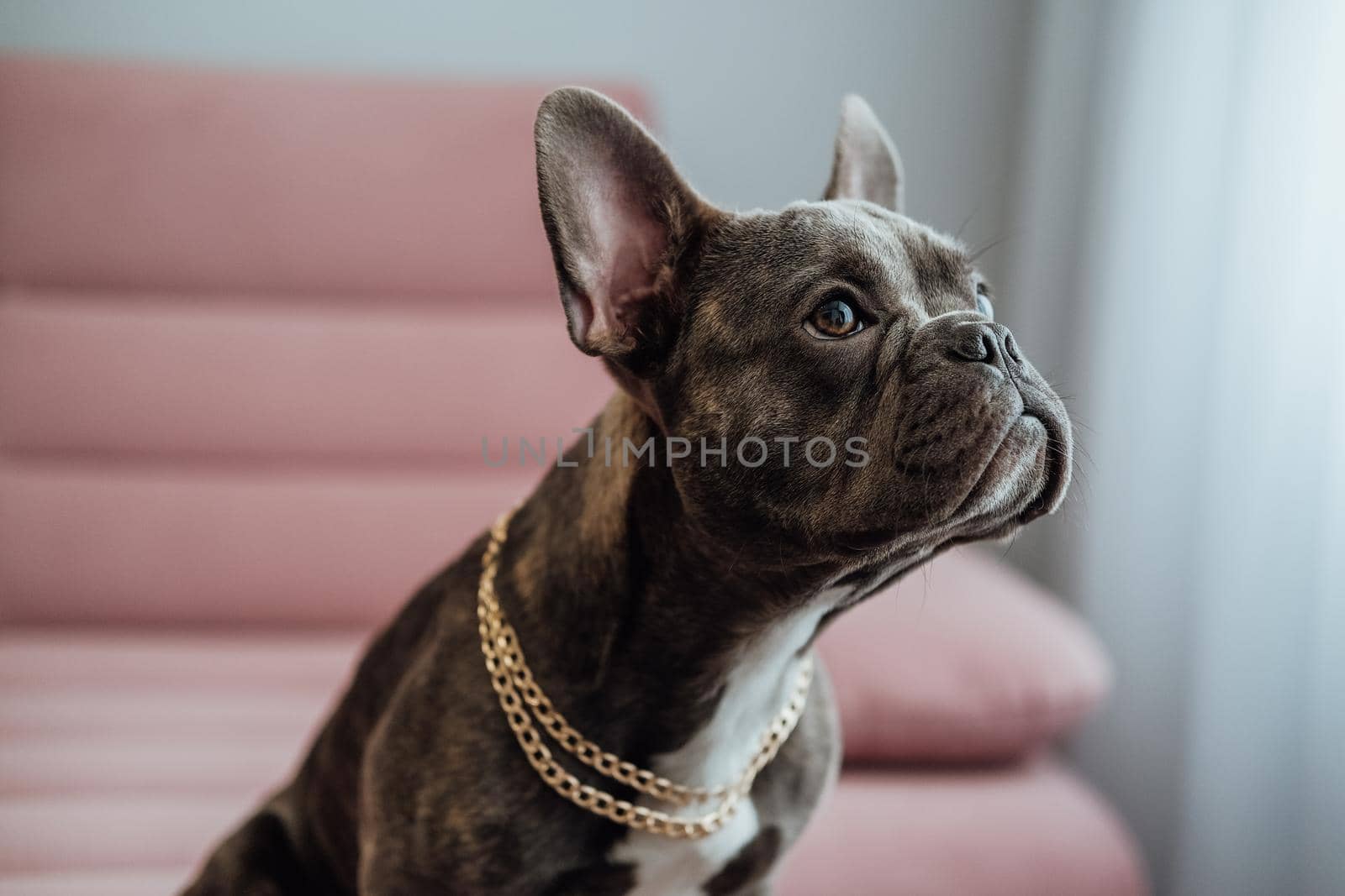 Close Up Portrait of Small French Bulldog with Golden Chain Sitting on Pink Sofa and Pitifully Looking Away