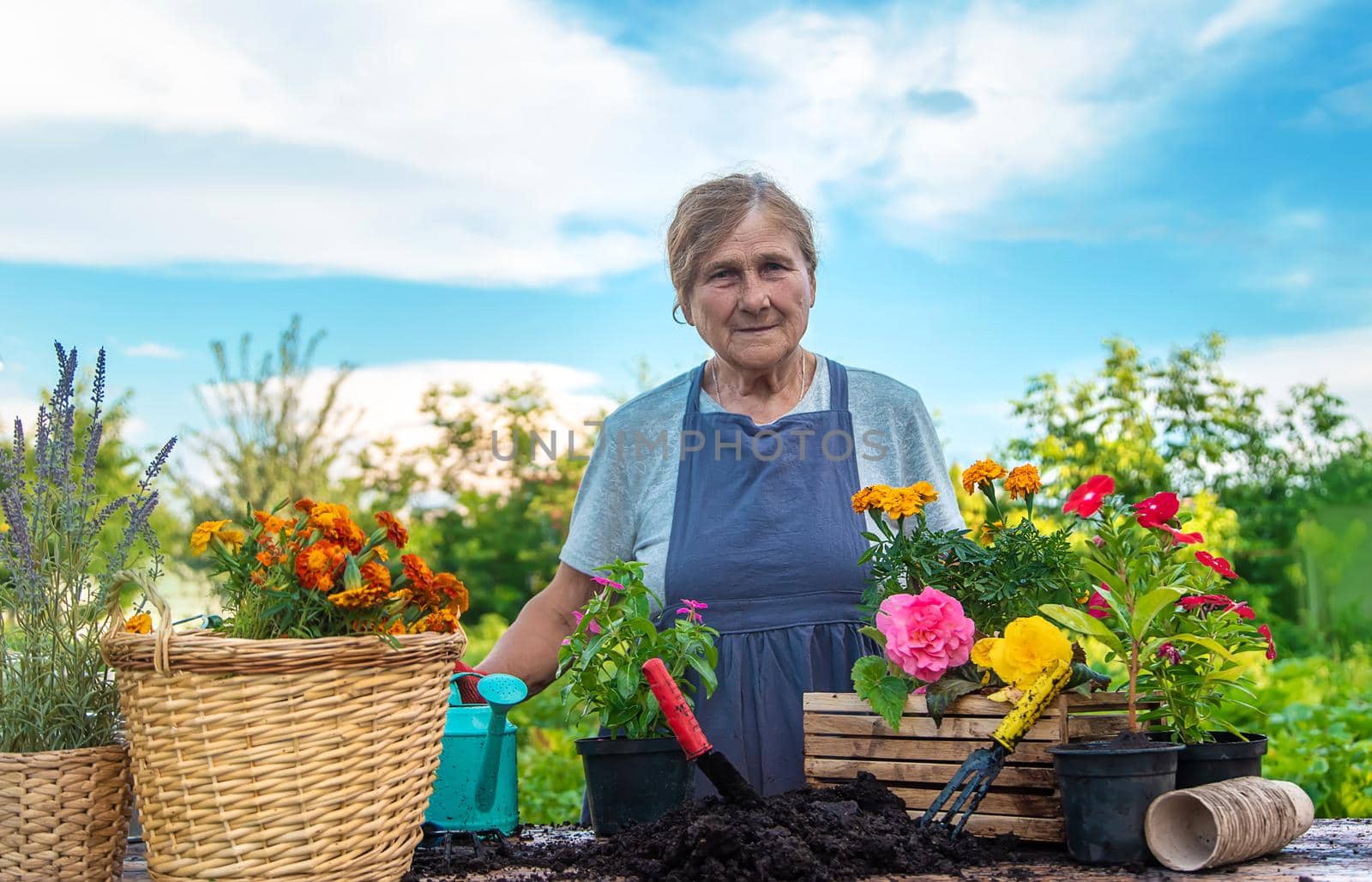 Senior woman is planting flowers in the garden. Selective focus. People.