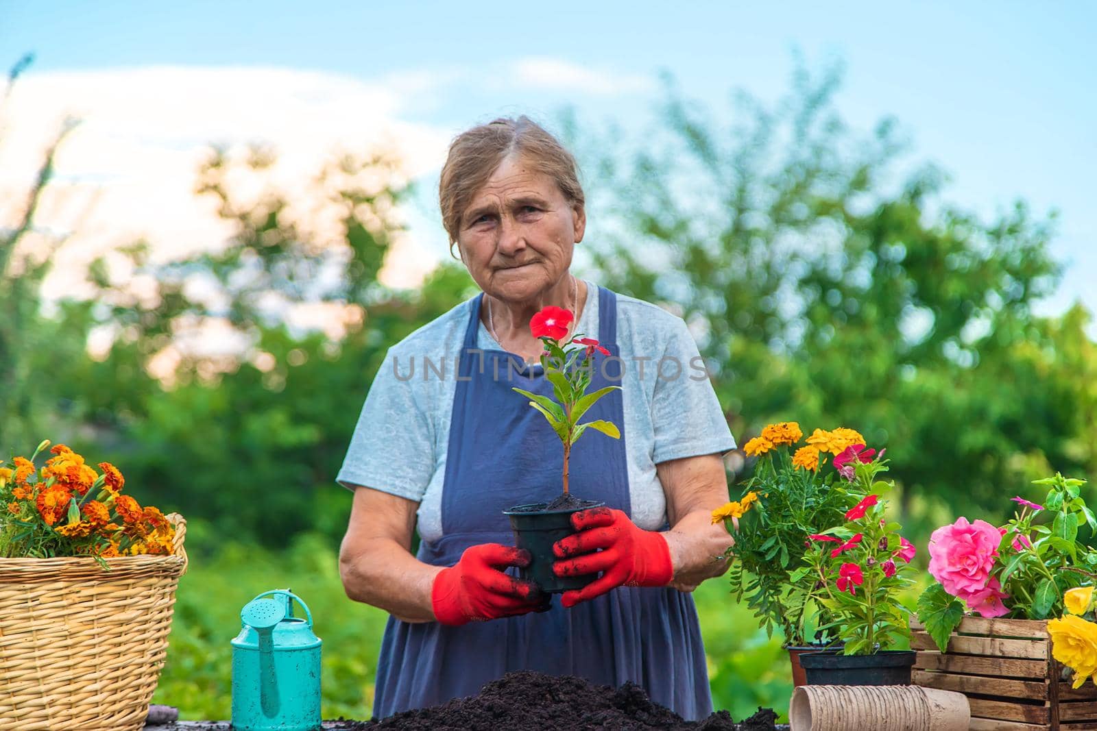 Senior woman is planting flowers in the garden. Selective focus. People.