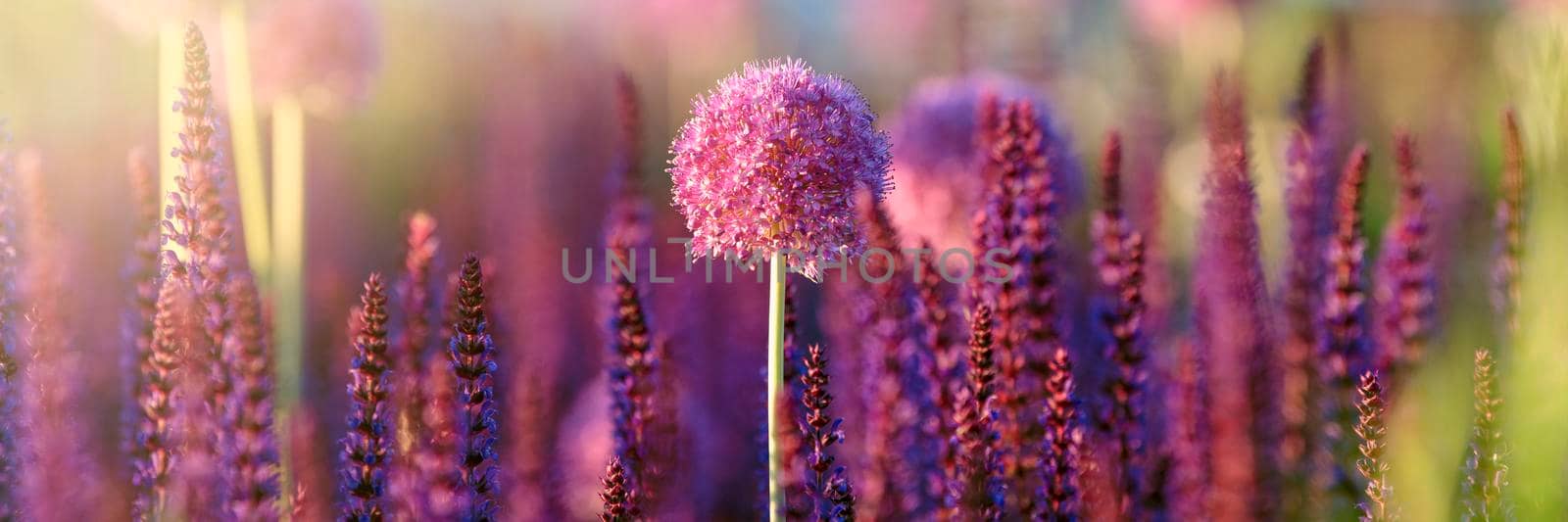 Allium flowers growing in the garden. Purple allium flowers. Round purple flowers look like a ball. Blooming onion