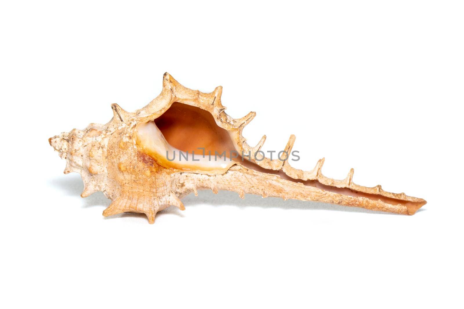 Image of thorn conch shell on a white background. Undersea Animals. Sea shells. by yod67