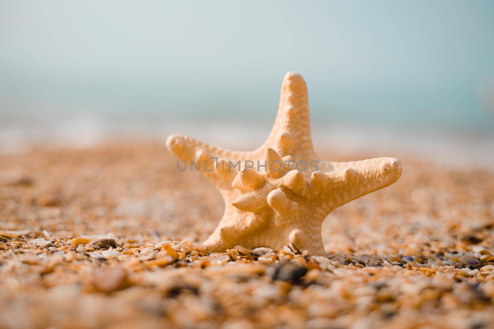 A starfish on the beach . Article about vacation. Vacation at sea. The sea of spice mines. Advertising of vacation products