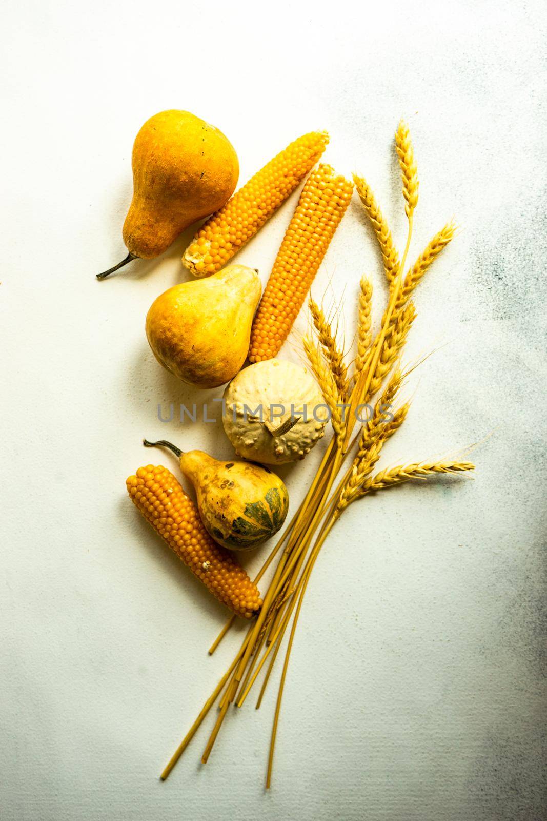 Raw pumpkin, corn and wheat ears as a autumnal harvest concept on the concrete background