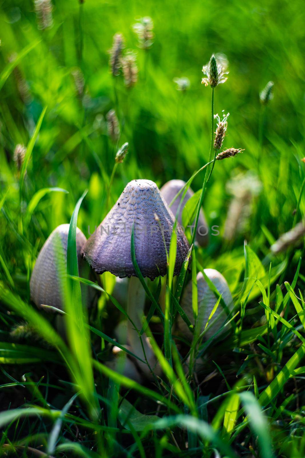 Close up of mushrooms in the grassland by Elet