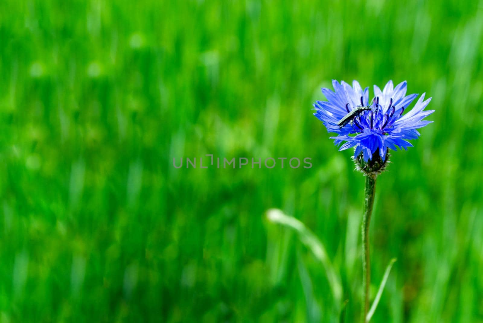 Blue cornflower in the field on a green background by milastokerpro