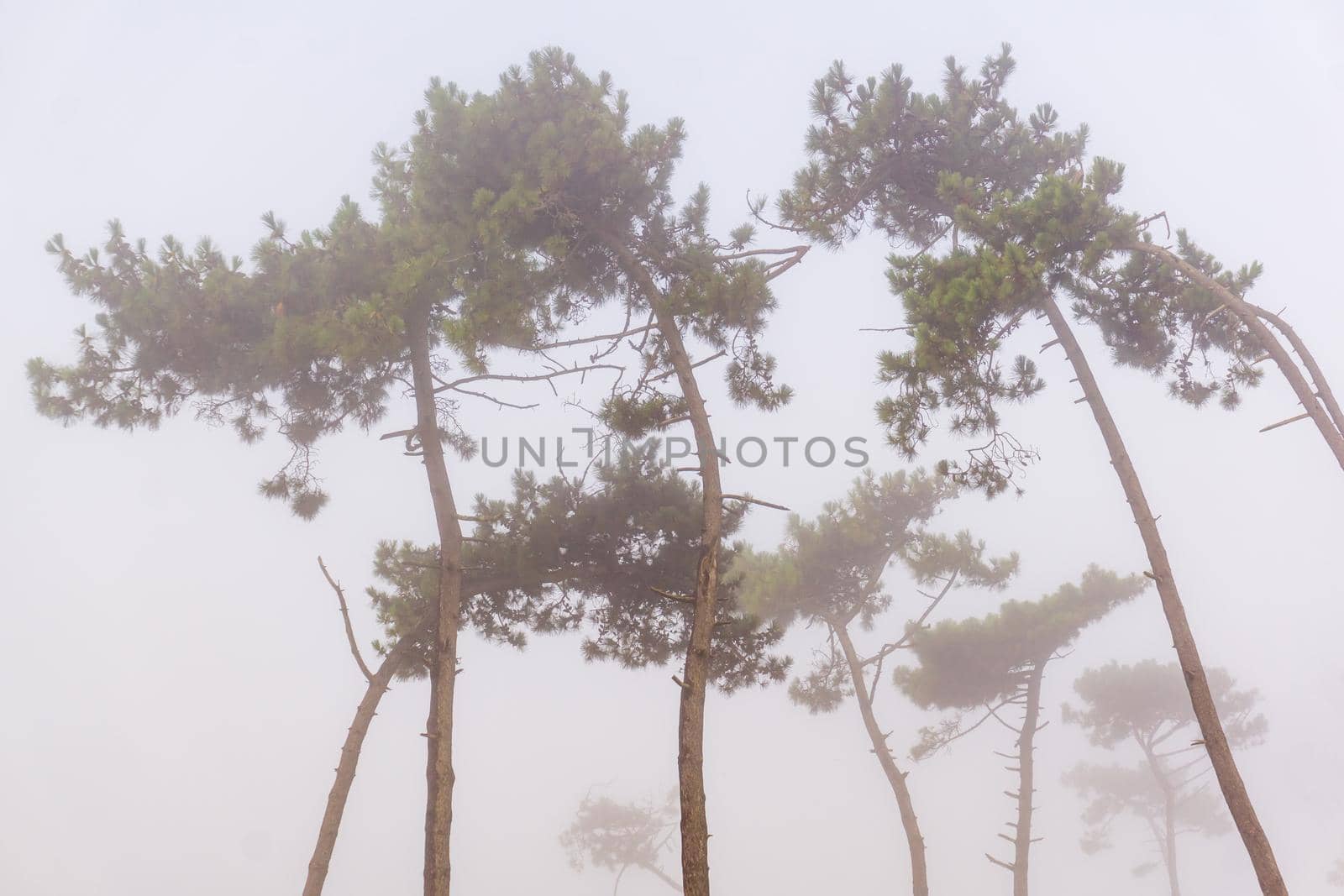 Pine trees in a coniferous grove in the fog in the early morning