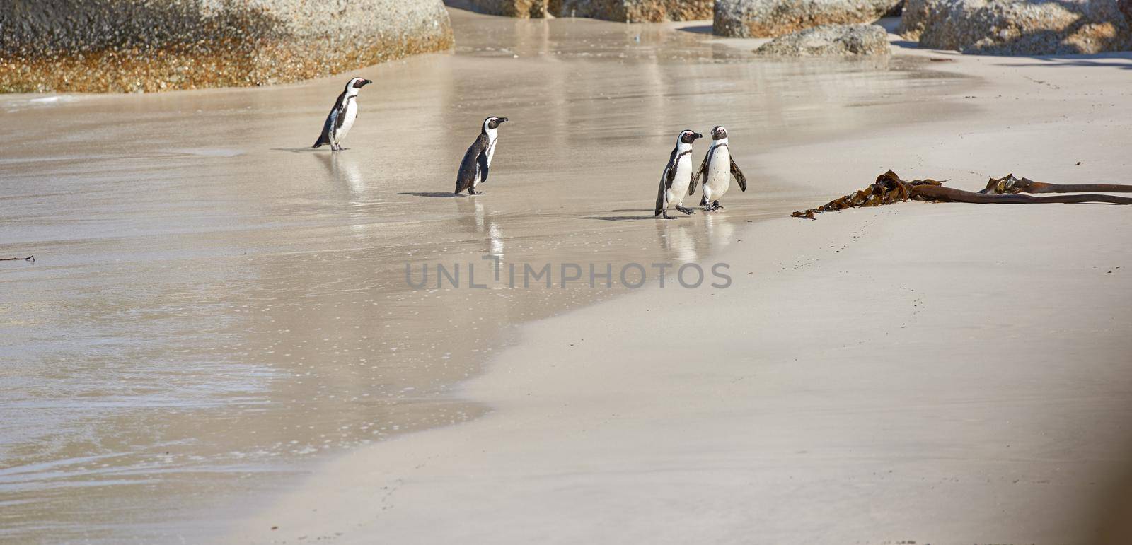 Happy penguin family. Full length shot of black-footed penguins at Boulders Beach, South Africa. by YuriArcurs