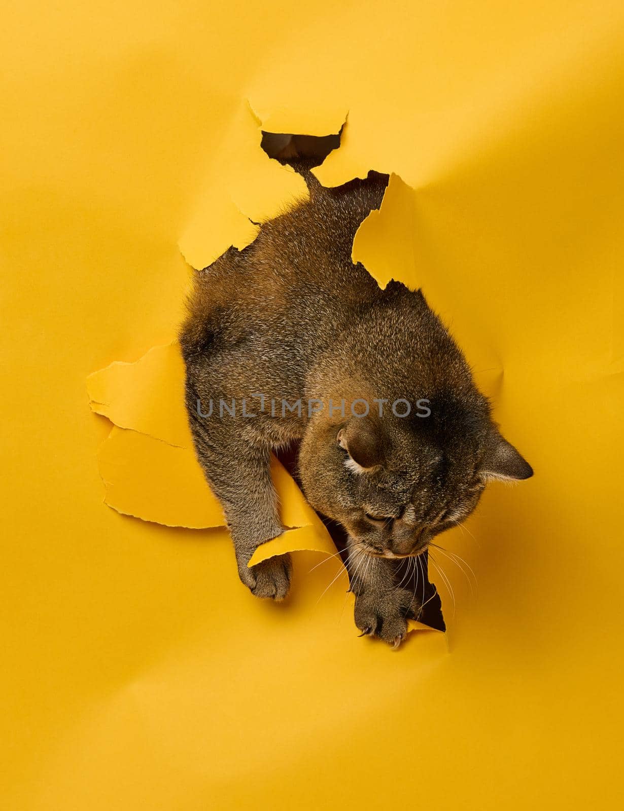 Adult gray Scottish straight cat peeks out of a hole in a yellow paper background. 