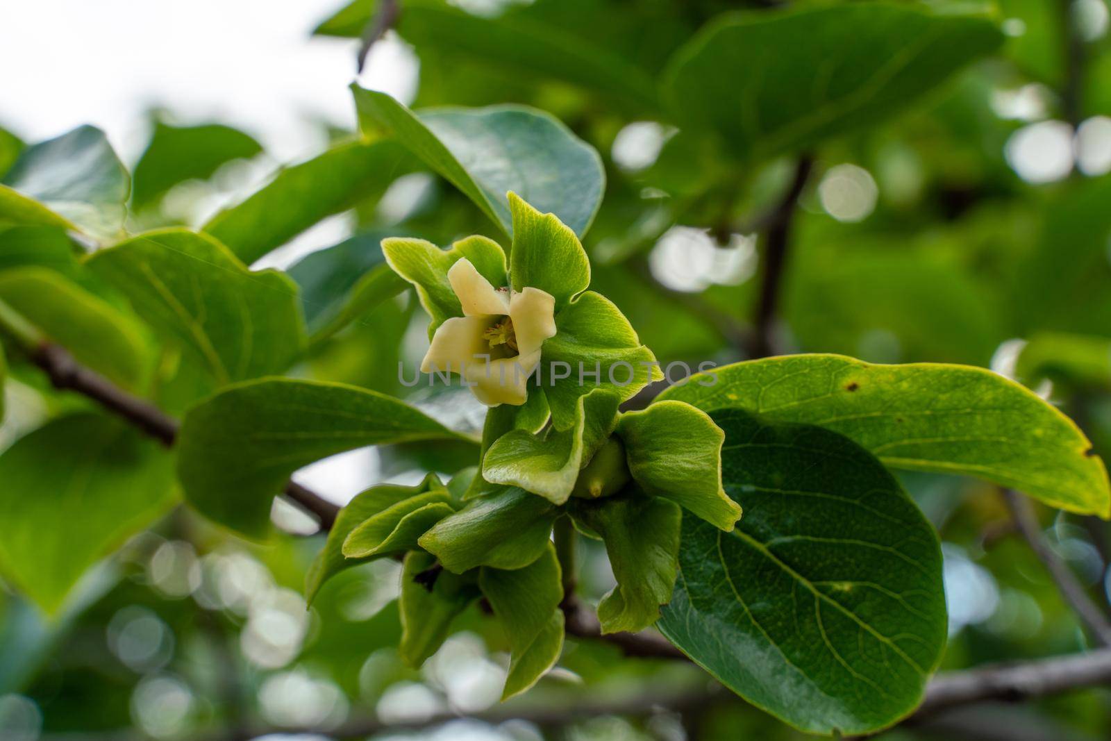 flowers of the persimmon tree are in bloom in Japan