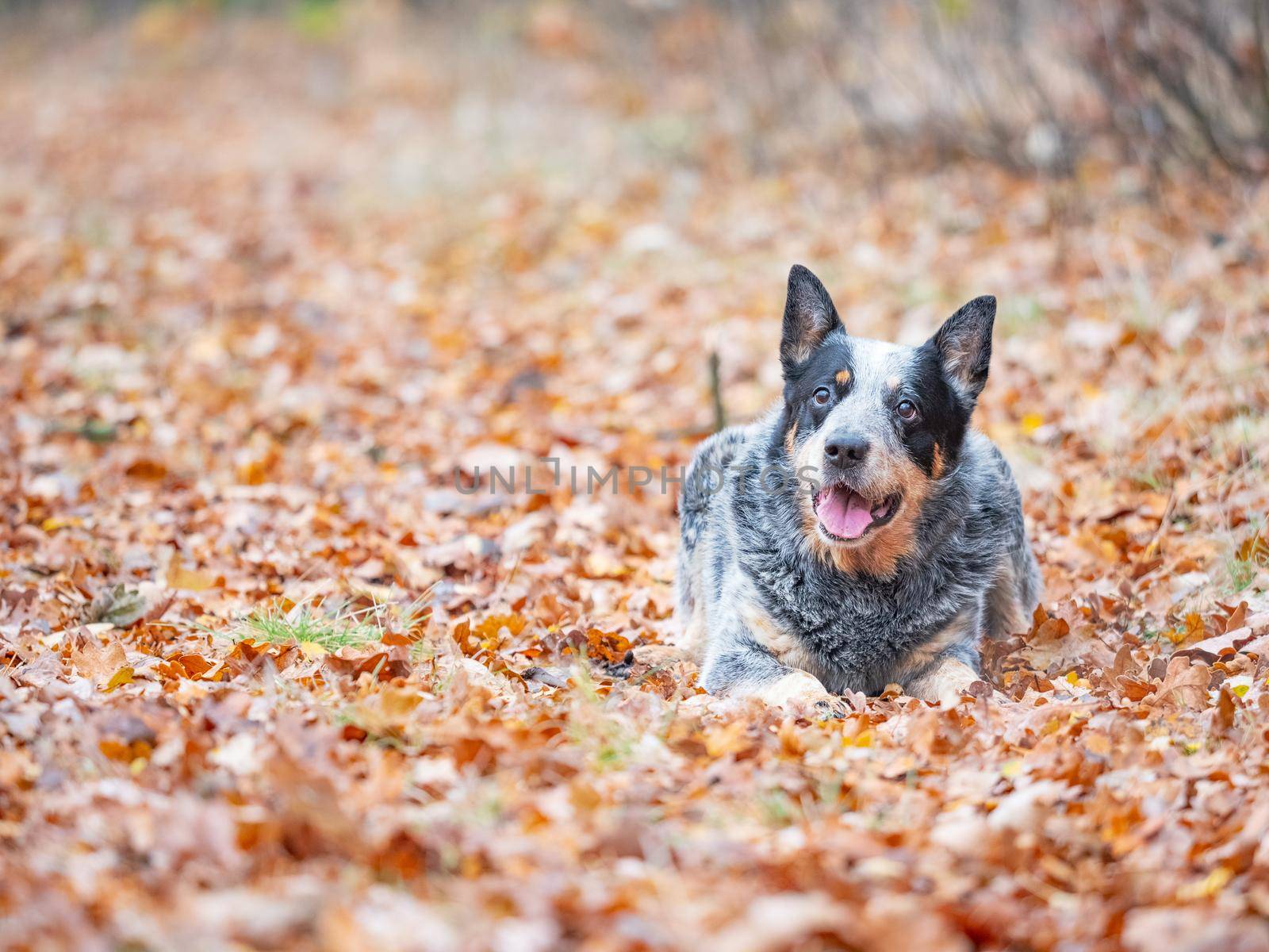 Young blue heeler dog playing with leaves in autum by rdonar2