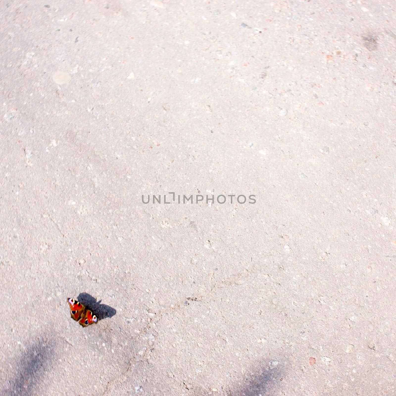 Butterfly peacock eye on the asphalt by kajasja