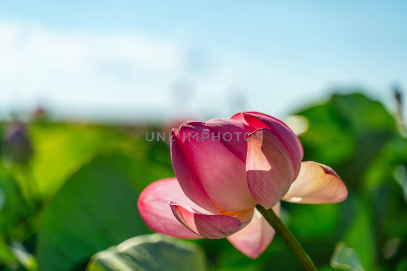 A pink lotus flower sways in the wind. Against the background of their green leaves. Lotus field on the lake in natural environment. by Matiunina