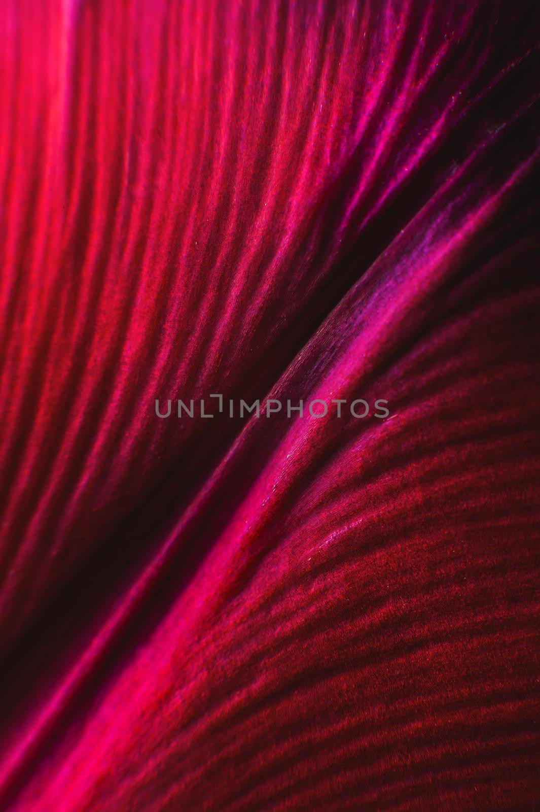 Abstract plants color are red. Beautiful plant minimal in neon light. Background pattern for design. macro photography.