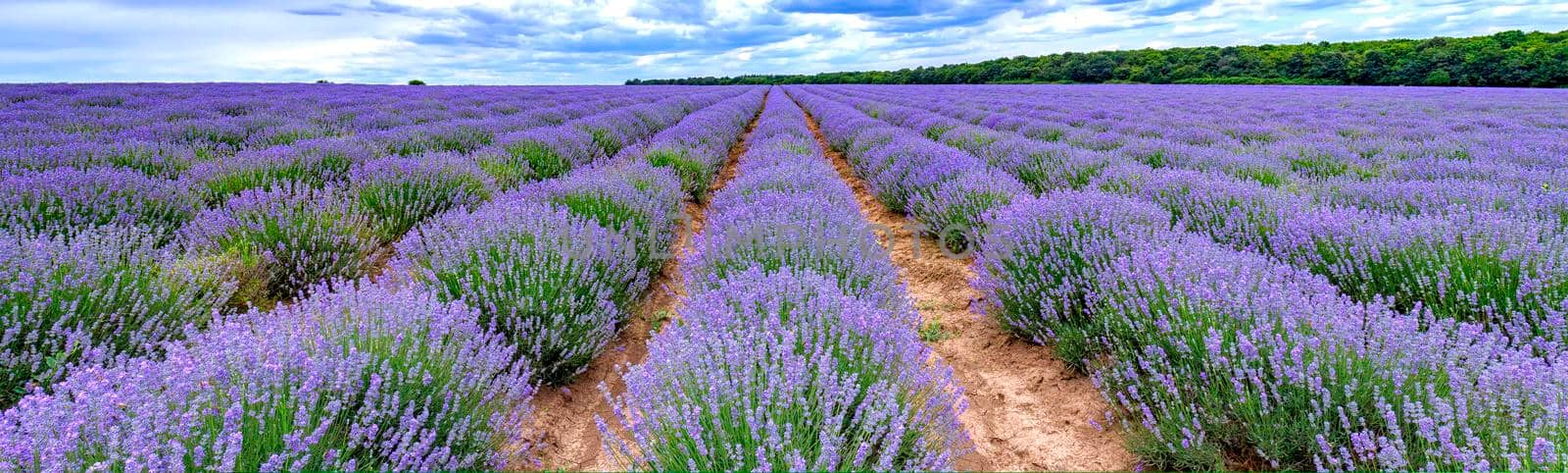 scented  lavender flowers blooming in endless rows. Panoramic view by EdVal
