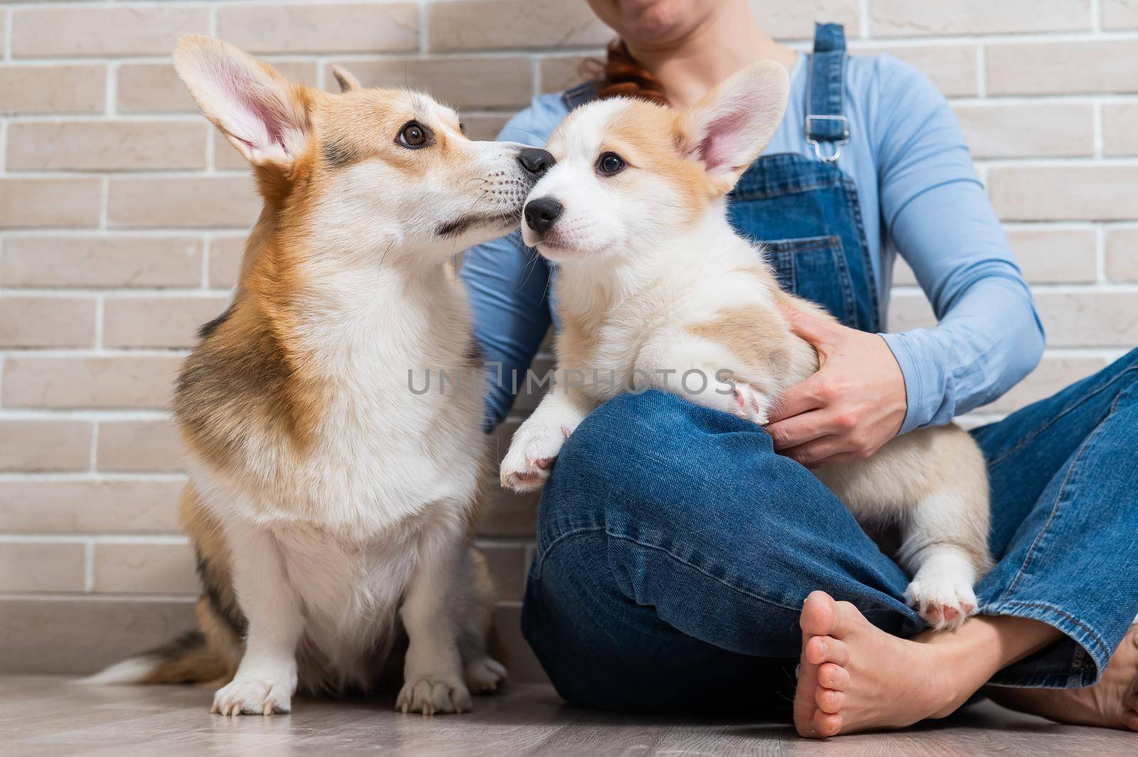 The owner holds a pembroke corgi mom and a puppy against the backdrop of a brick wall. Dog family