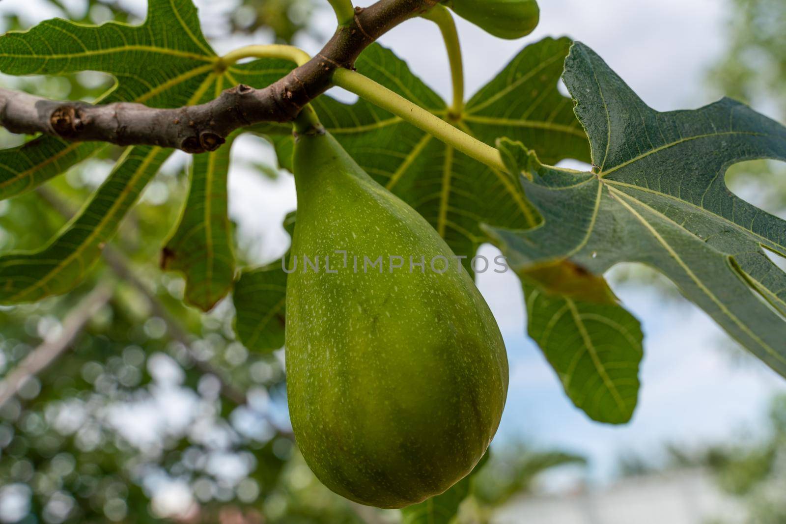 Green raw figs on the branch of a fig tree with morning sun light.