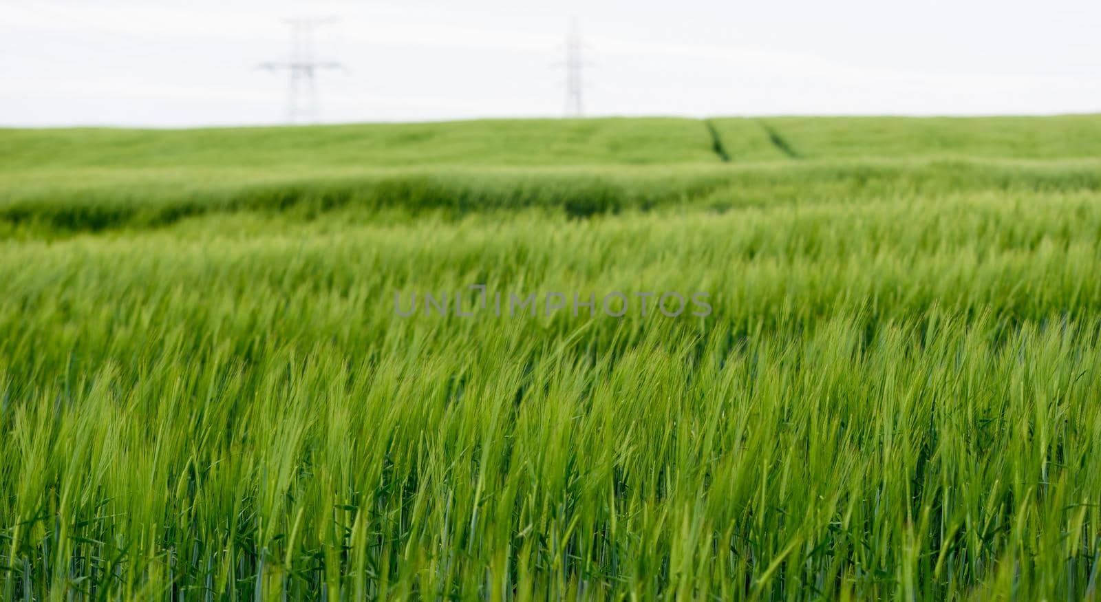green and young barley field during sunset