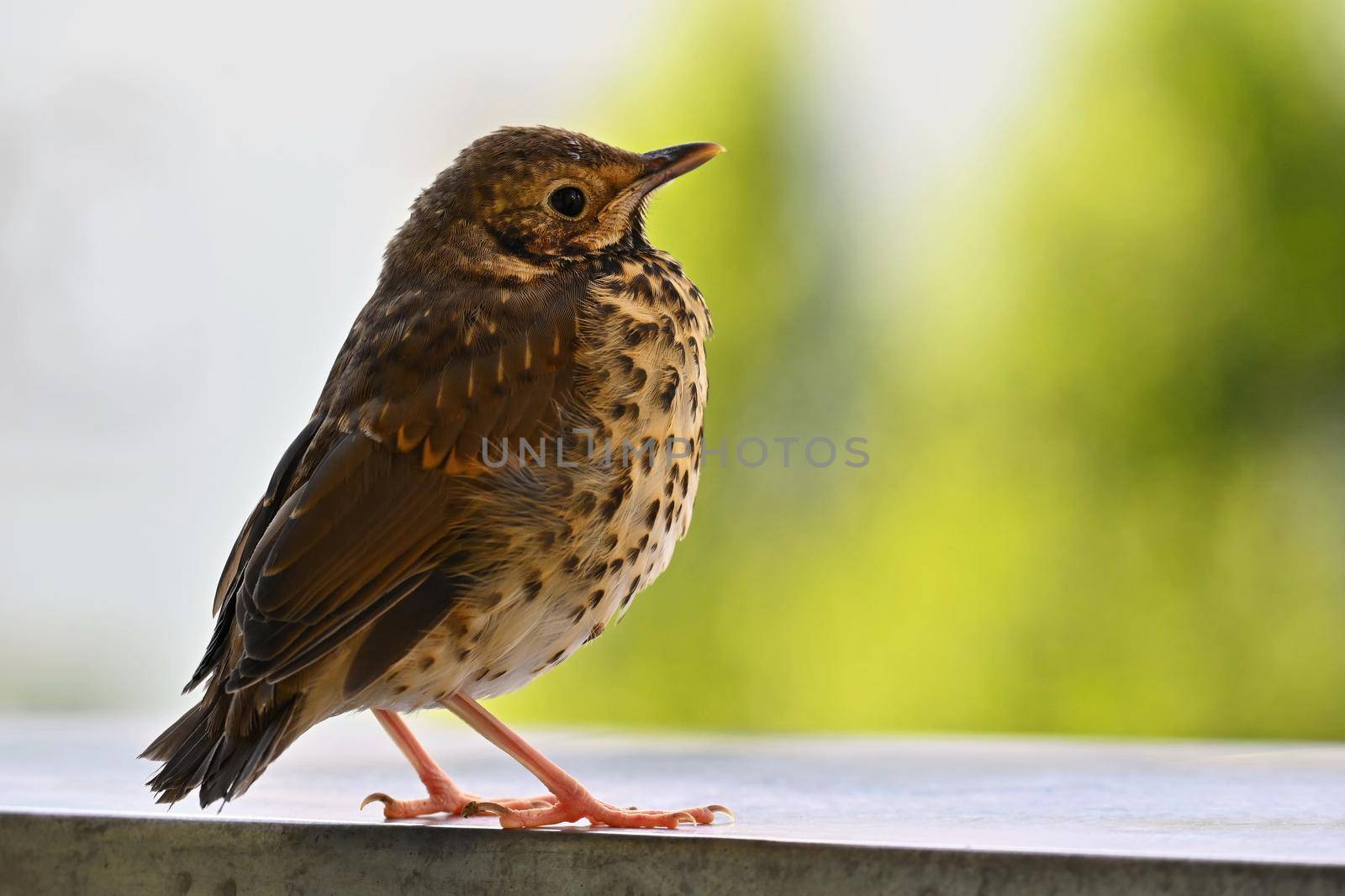 Beautiful detail and baby bird (Turdus Linnaeus)
Animal in nature - colorful background.