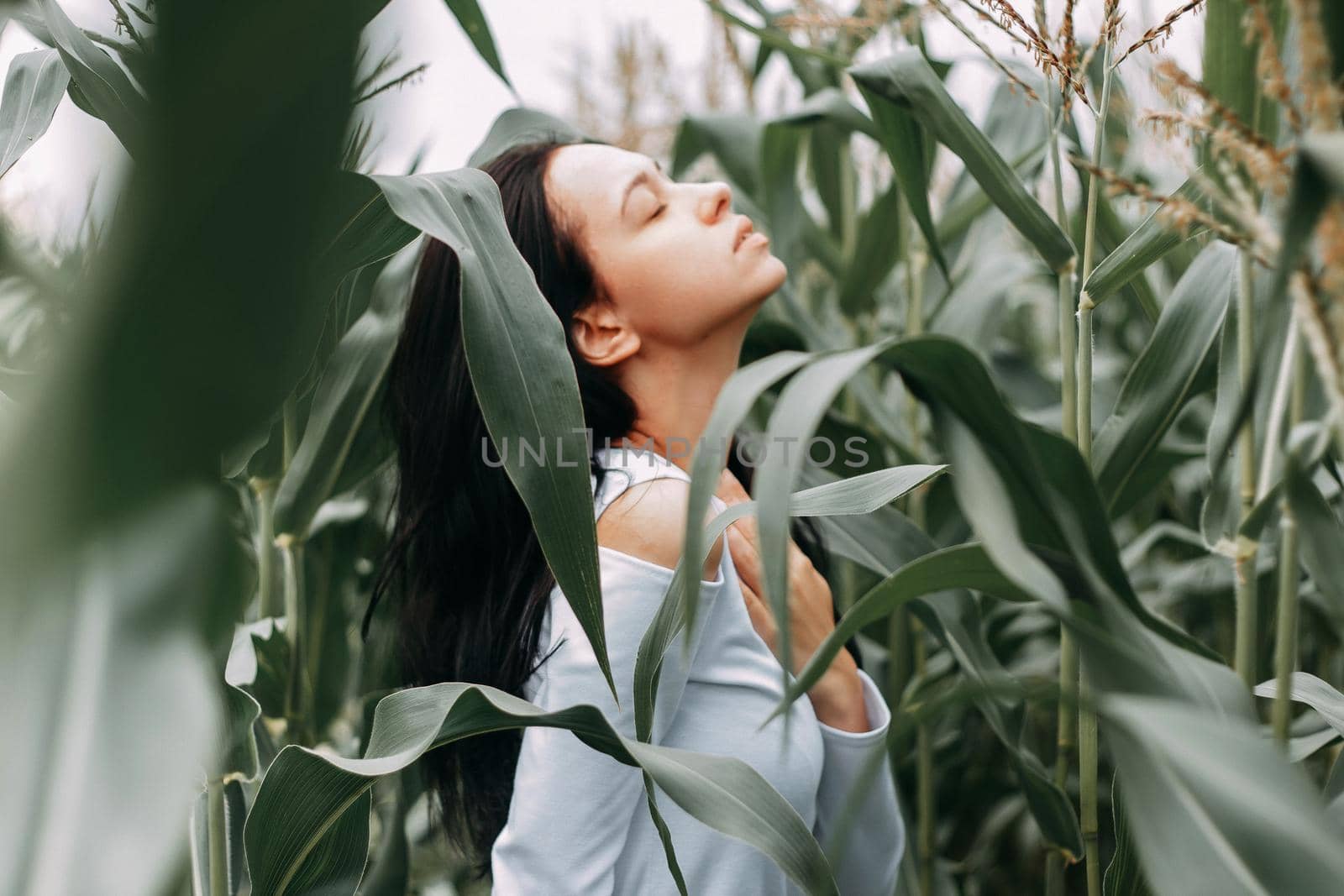 A brunette girl in a white dress in a cornfield. The concept of harvesting.