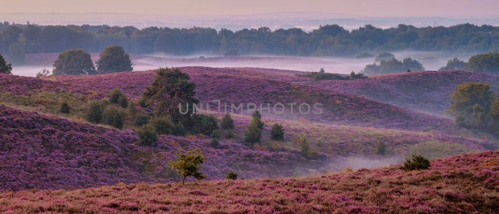 Posbank National park Veluwe, purple pink heather in bloom, blooming heater on the Veluwe by fokkebok