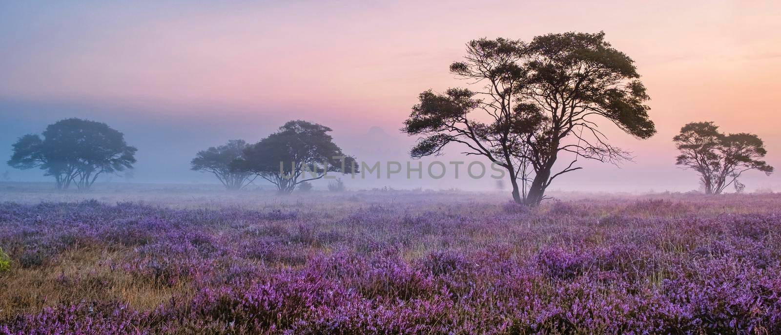 Zuiderheide National park Veluwe, purple pink heather in bloom, blooming heater on the Veluwe by Laren Hilversum Netherlands, blooming heather fields