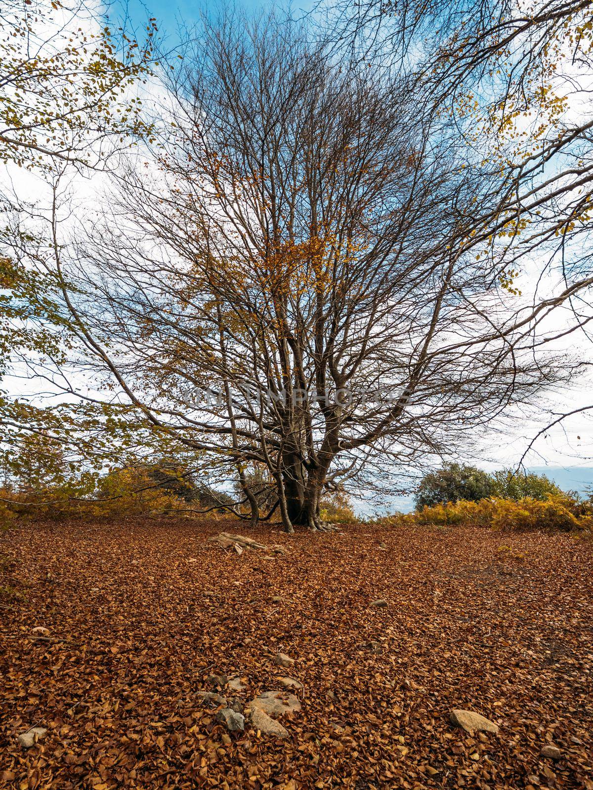 A carpet of autumn leaves in front of a large tree with many dry branches. by apavlin