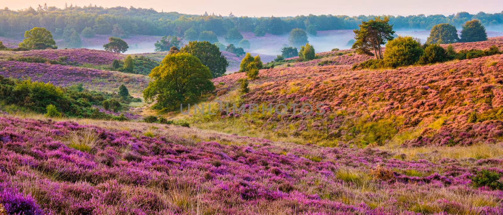 Posbank National park Veluwe, purple pink heather in bloom, blooming heater on the Veluwe by the Hills of the Posbank Rheden, Netherlands.