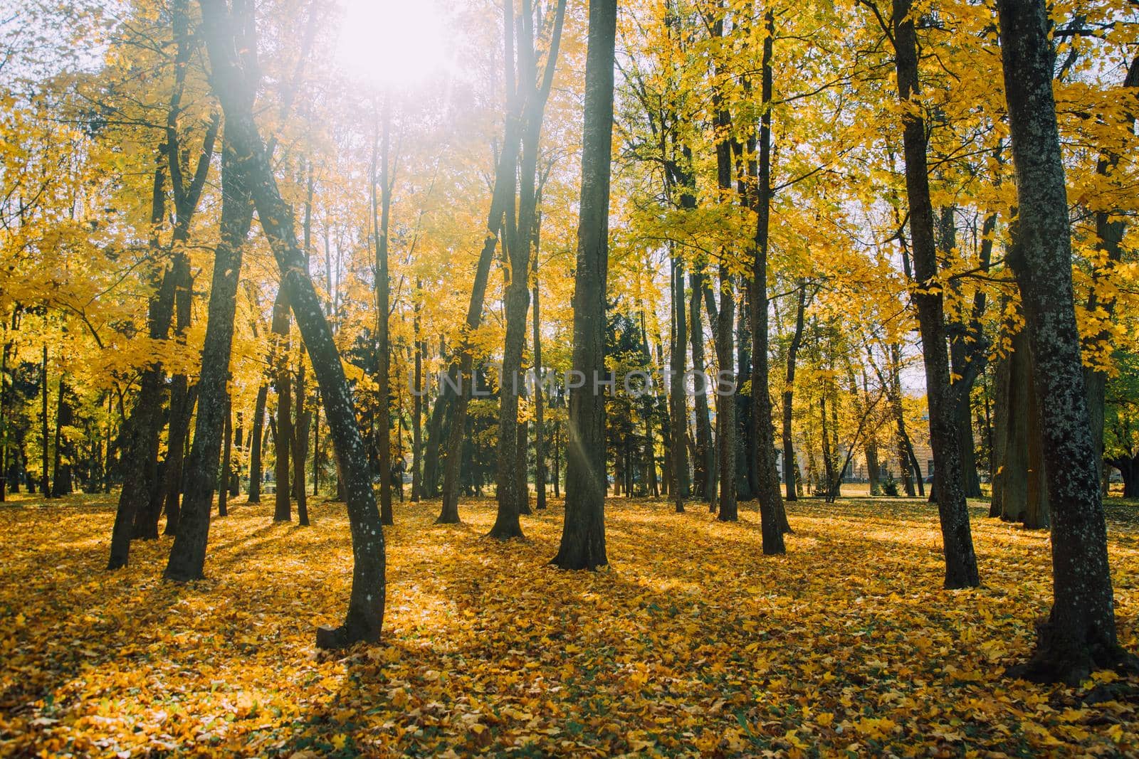 Landscape of the autumn park . An article about autumn. Autumn sketches. A new season. Printed products. Photo on the calendar . Copyspace Autumn