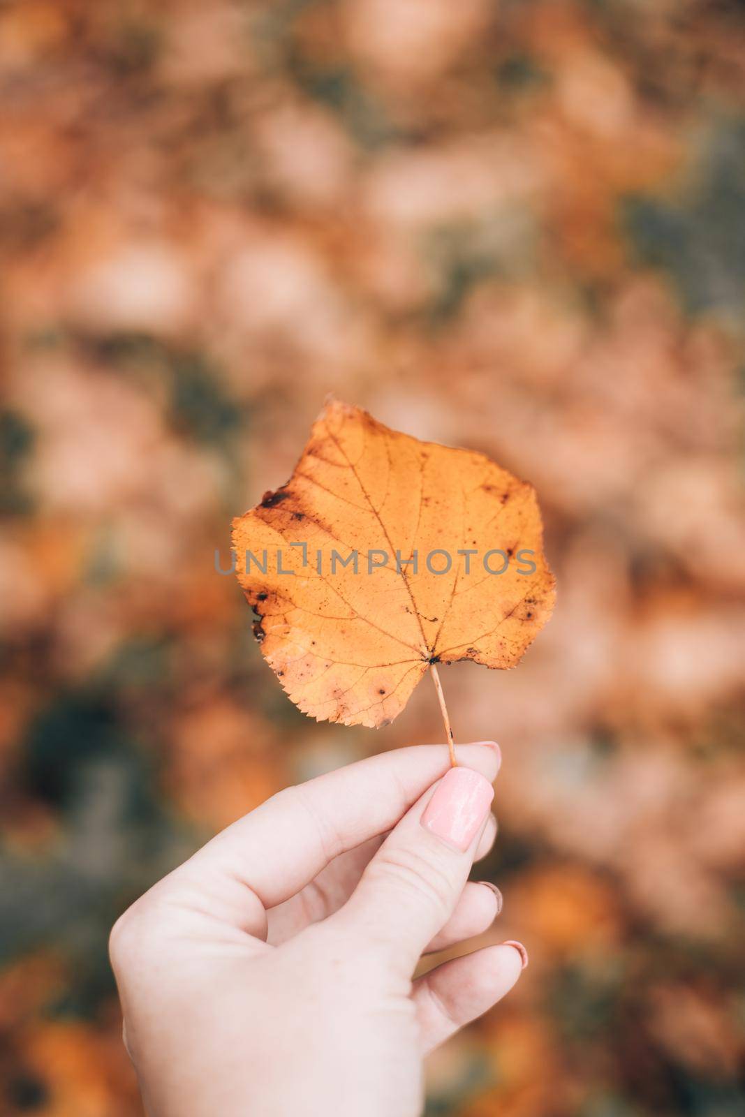 Autumn leaf in hand. Autumn. Autumn article. by alenka2194
