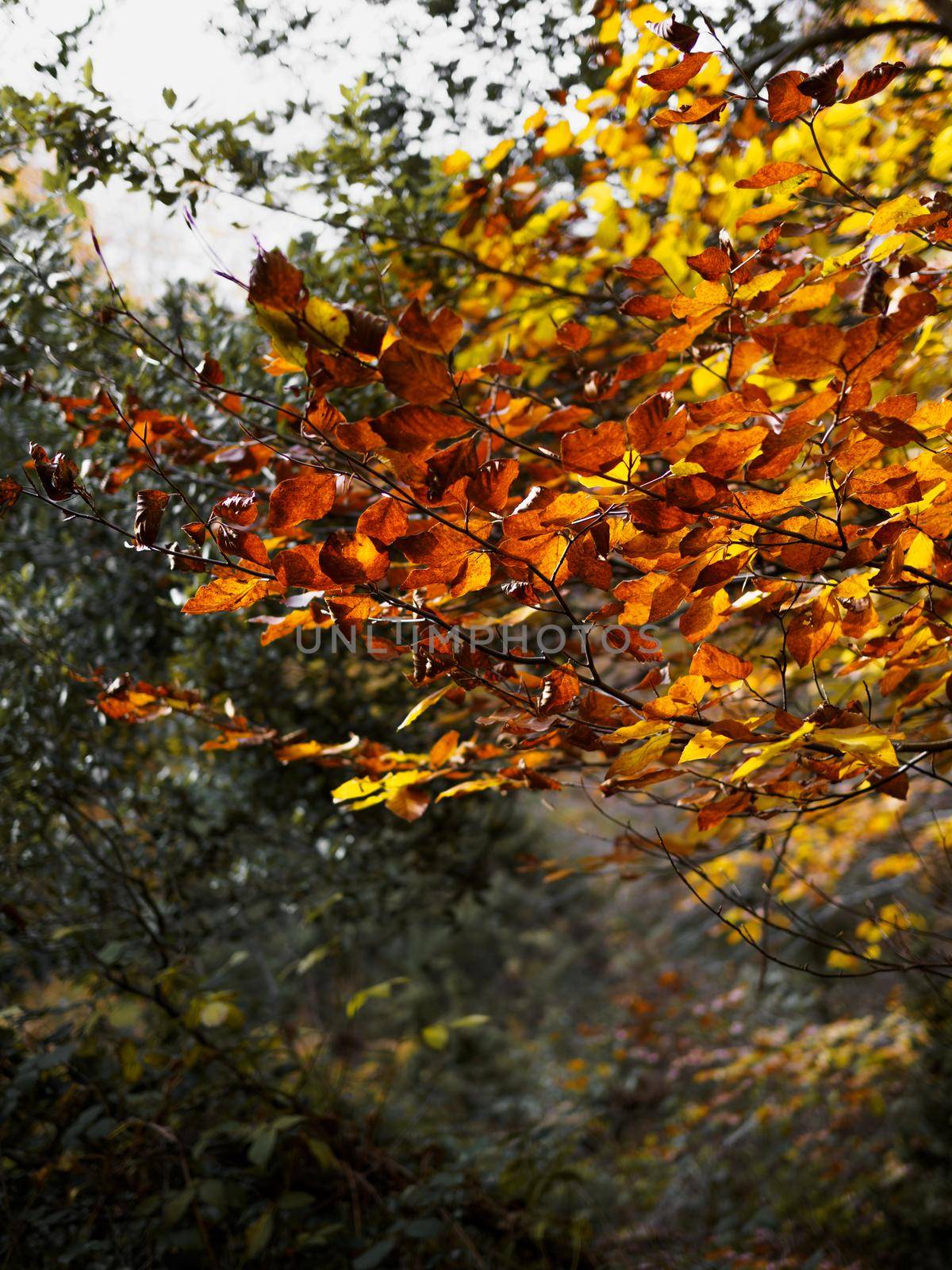 Amazing autumn forest in morning sunlight. Red and yellow leaves on trees in woodland. Golden forest landscape
