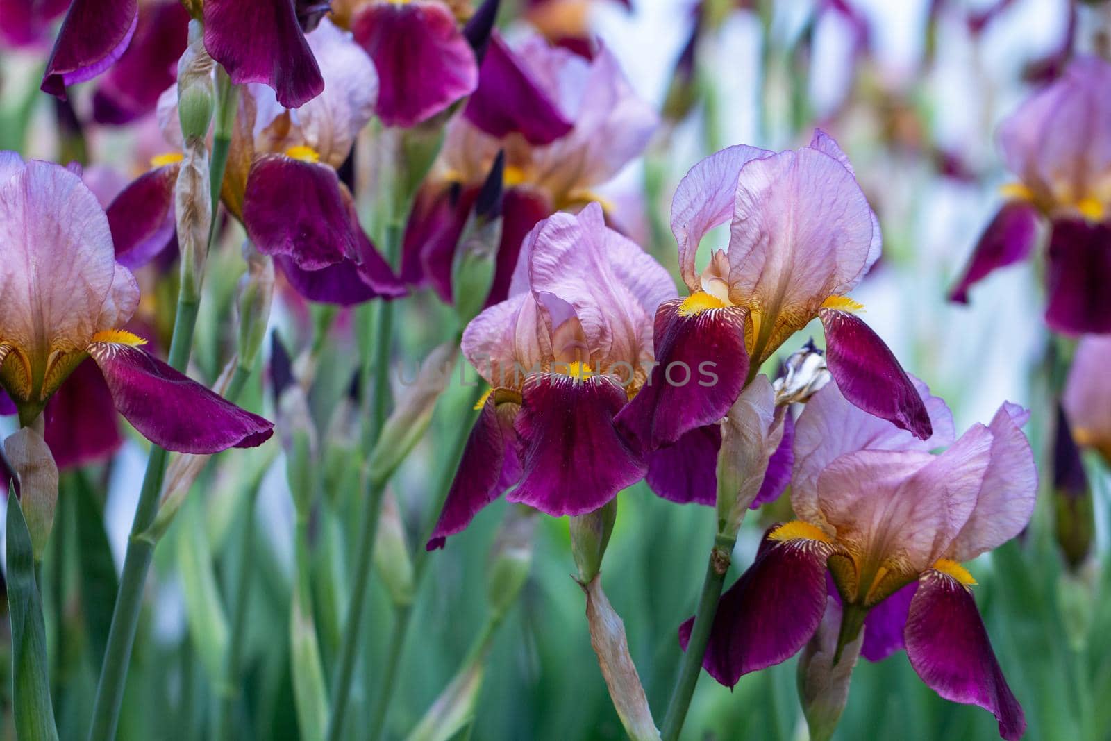 Perennial rhizome of the iris family. Beautiful summer flower. Home garden, flowerbed. Iris. Solar. Luxurious purple flower.