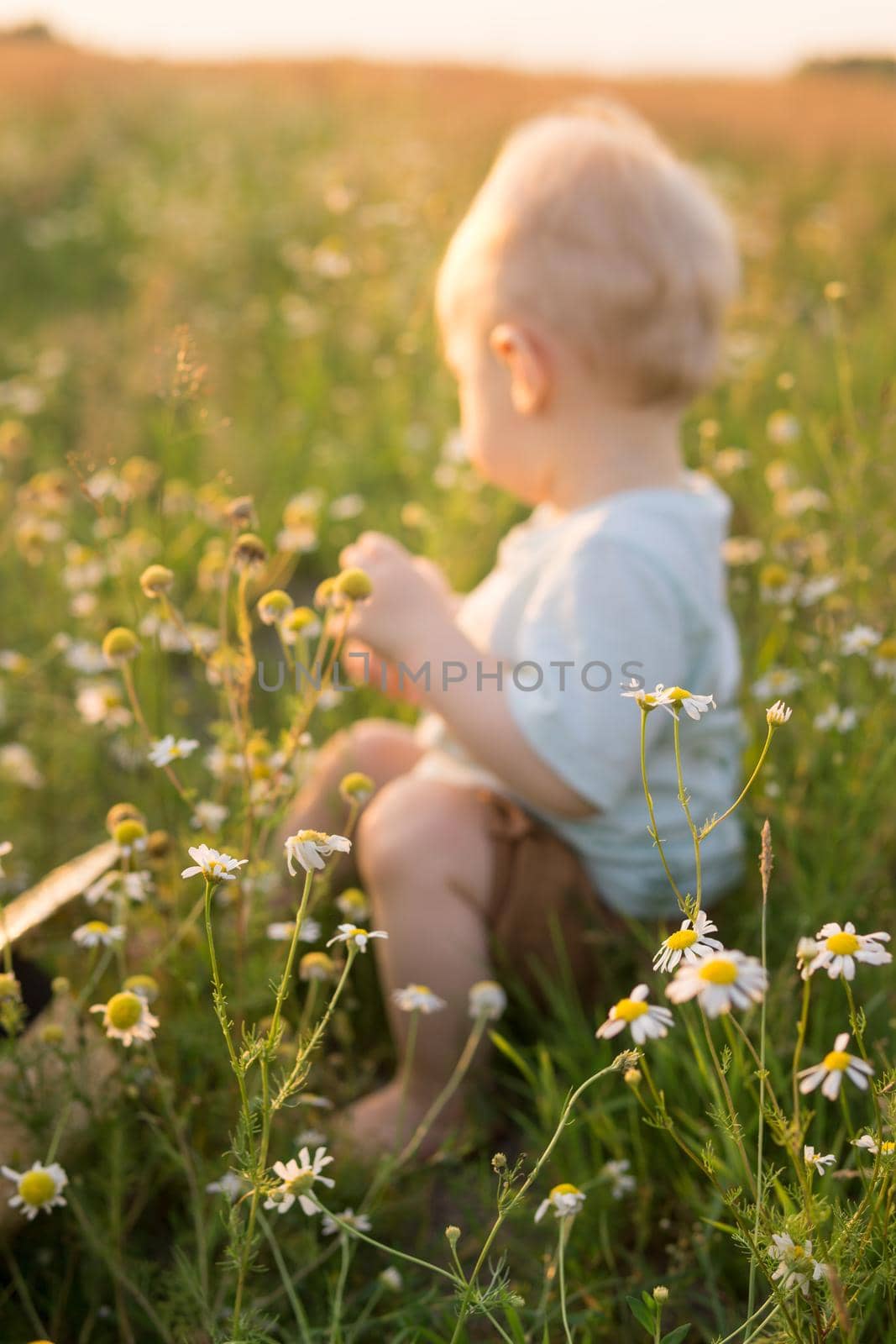 A little blond boy is sitting in the grass in a chamomile field. The concept of walking in nature, freedom and an environmentally friendly lifestyle.