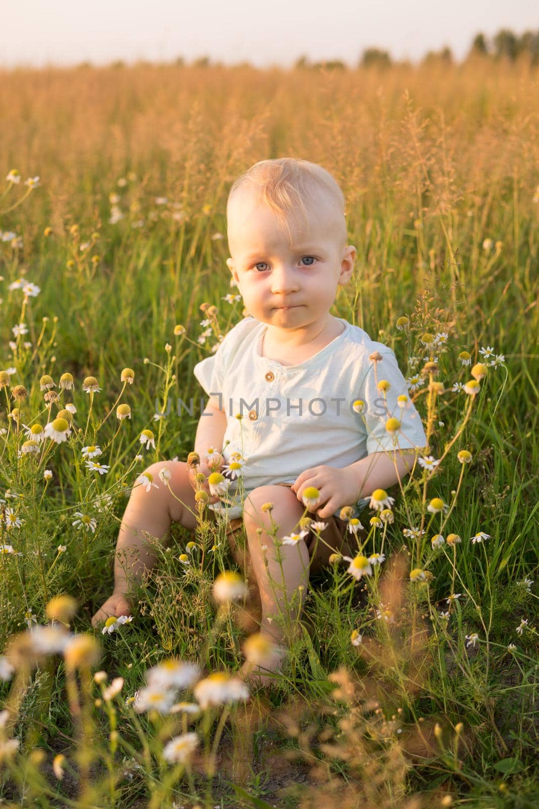 A little blond boy is sitting in the grass in a chamomile field. The concept of walking in nature, freedom and an environmentally friendly lifestyle.