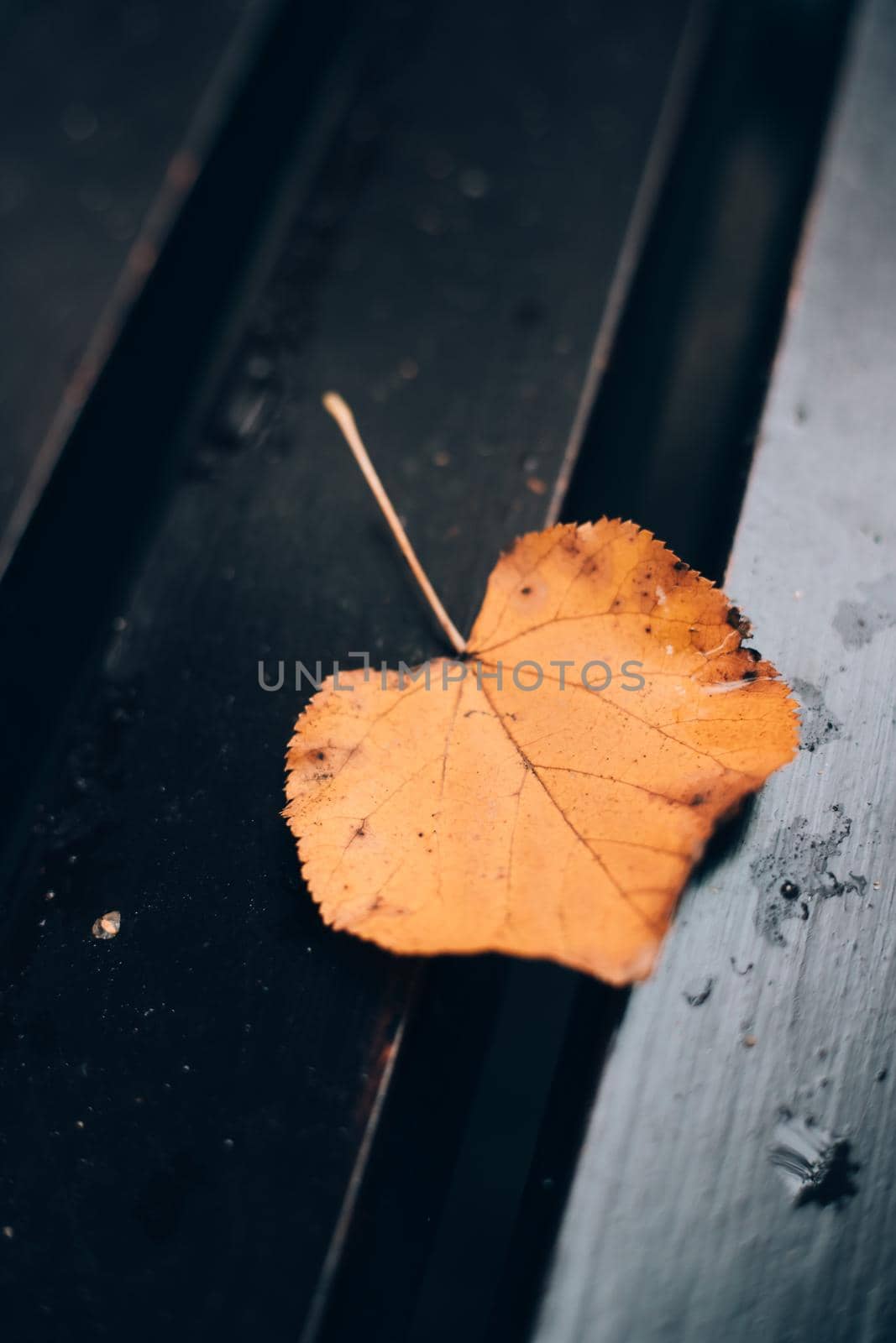 Autumn leaf on the bench. Autumn. Autumn article. by alenka2194
