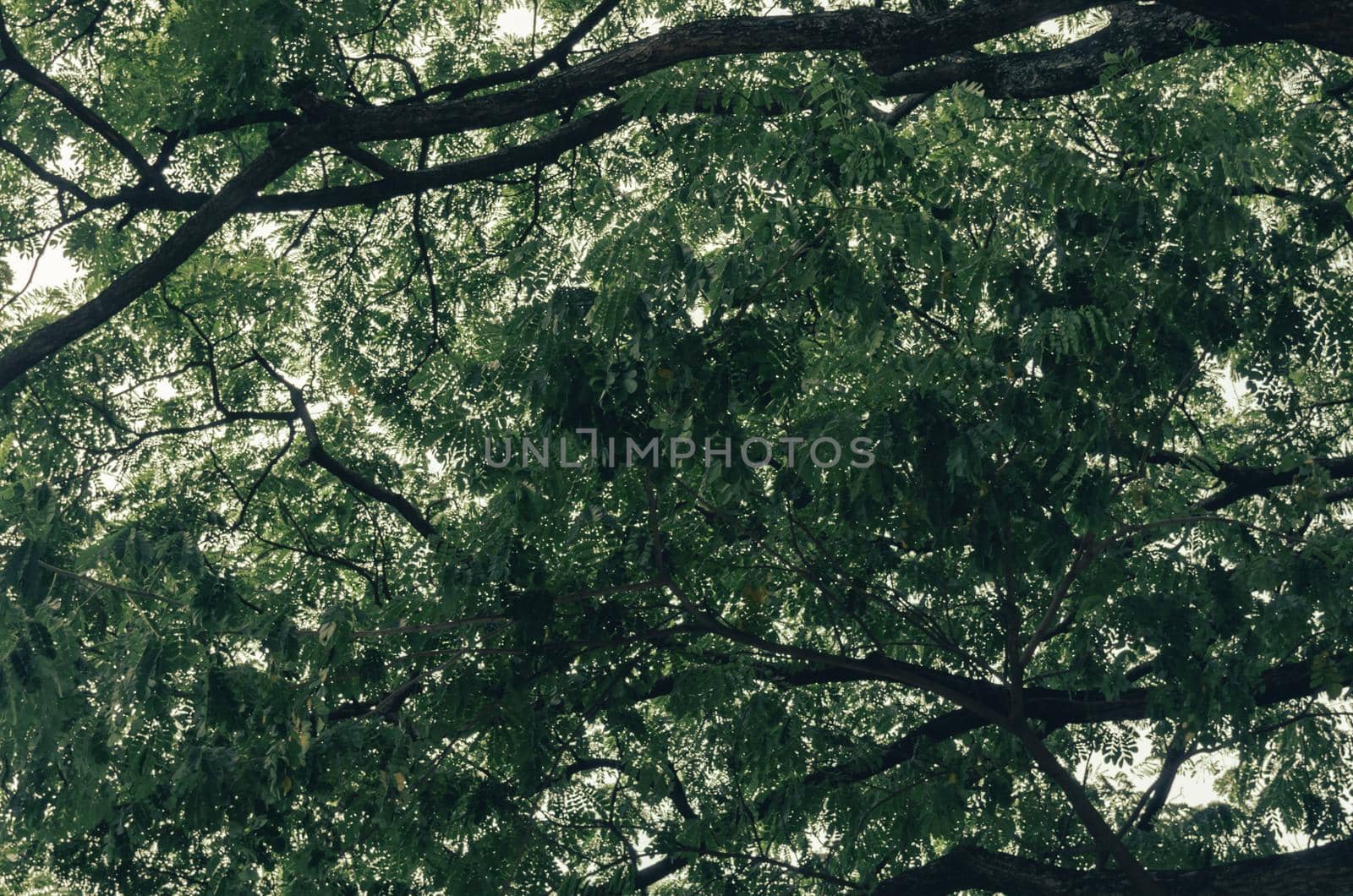 high angle shot of a large green tree on the background. by aoo3771