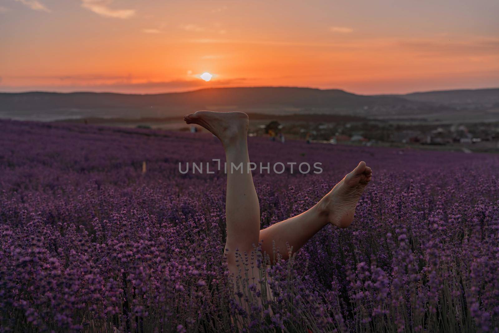 Selective focus. The girls legs stick out of the bushes, warm sunset light. Bushes of lavender purple in blossom, aromatic flowers at lavender fields. by Matiunina