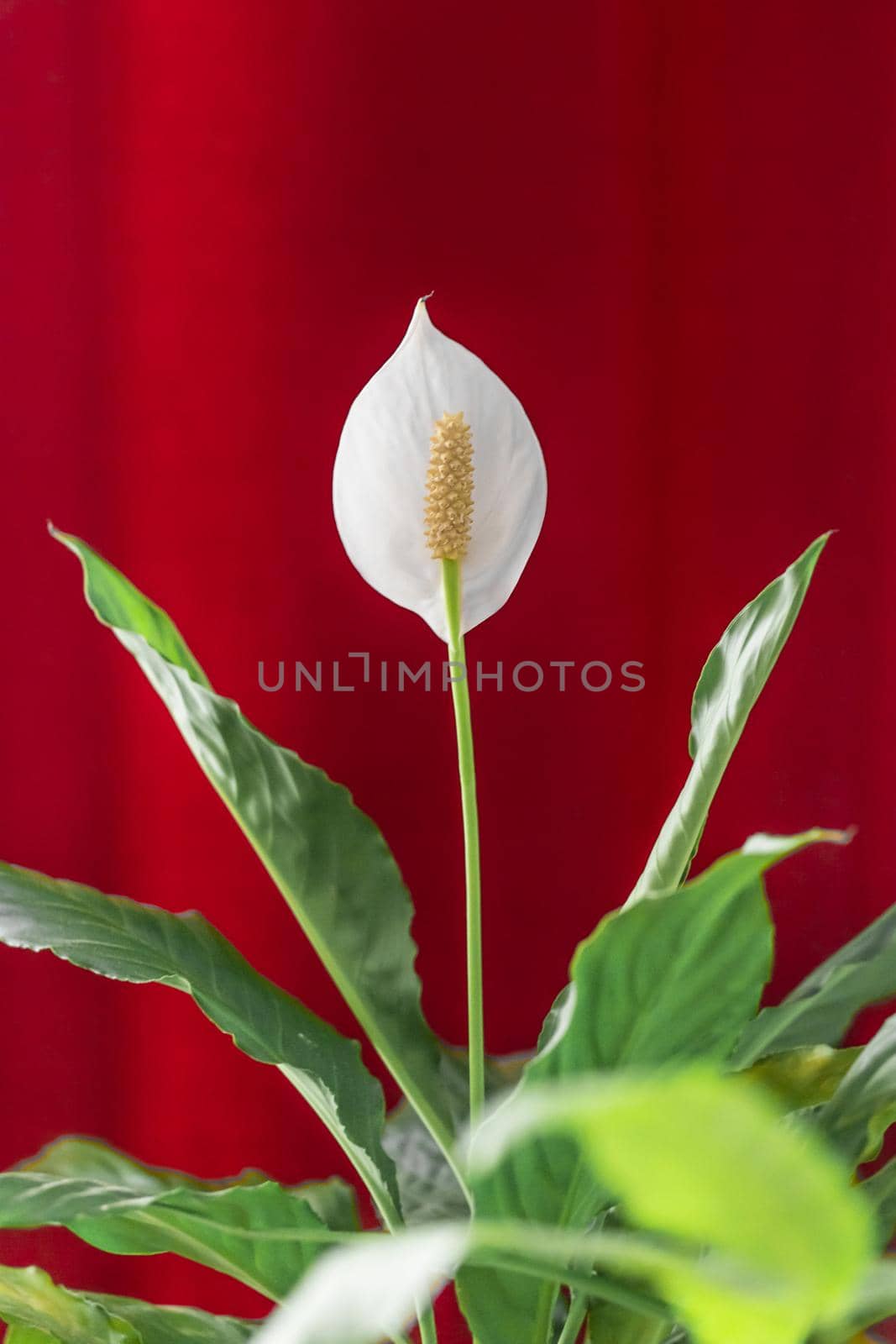 Flower white calla petal plant nature blossom floral.