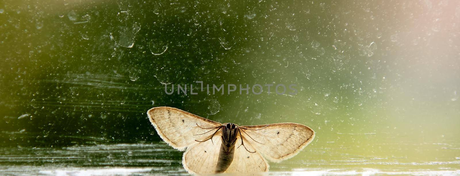 The moth on the window looks inside. Early morning in late summer.