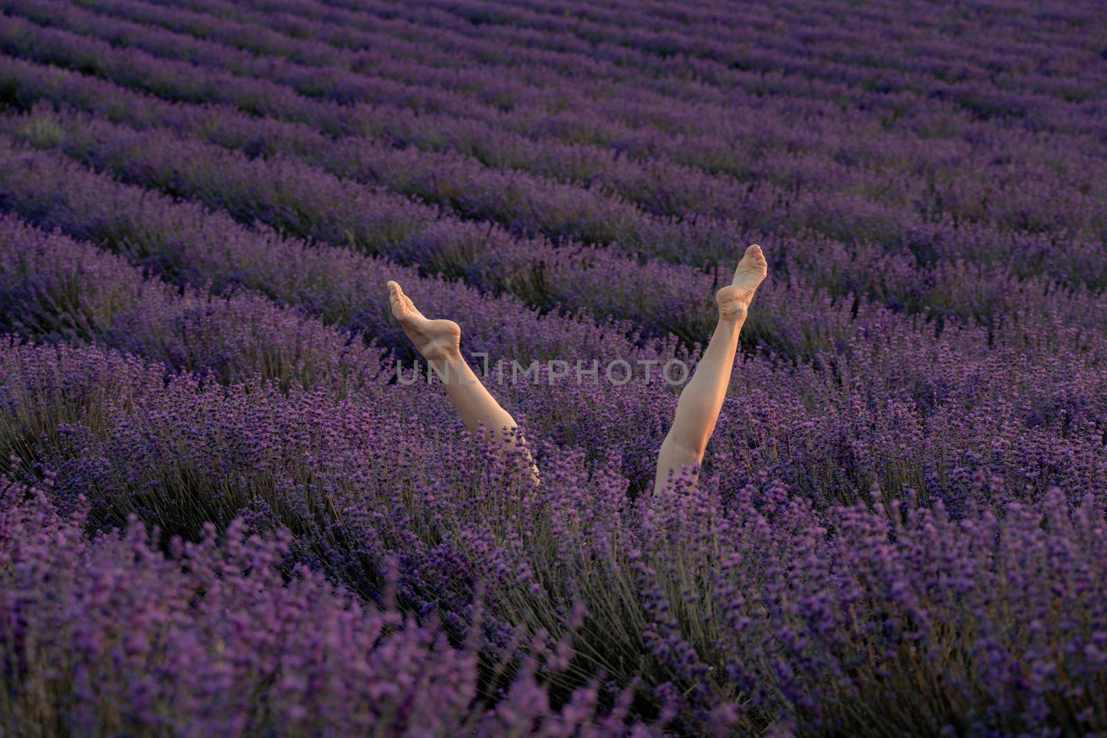 Selective focus. The girls legs stick out of the bushes, warm sunset light. Bushes of lavender purple in blossom, aromatic flowers at lavender fields