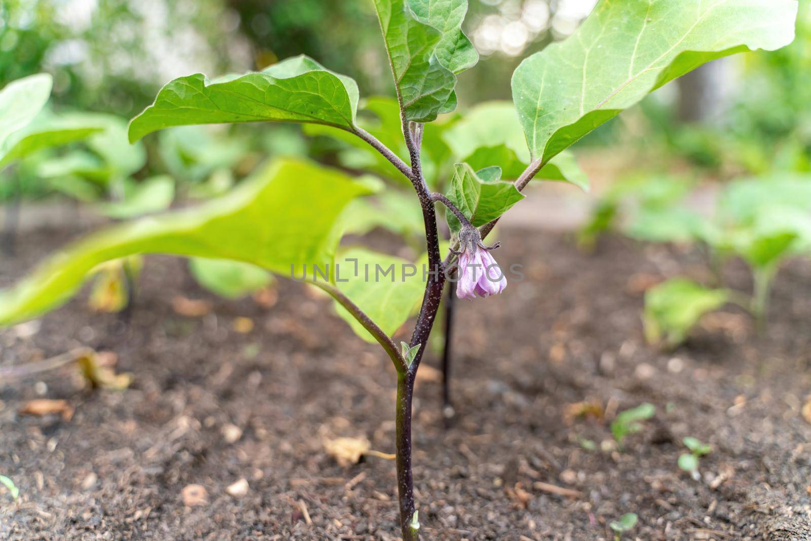 Purple Blossom of Eggplant. A lovely single tranluscent purple blossom hangs suspended from an eggplant in the spring garden. by Matiunina